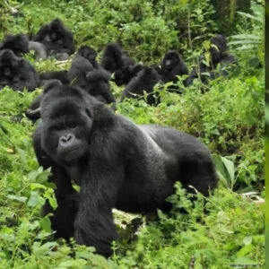 Bwindi Impenetrable Forest Gorilla Trekking