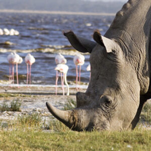 Masai Mara, Lake Nakuru & Naivasha Safari