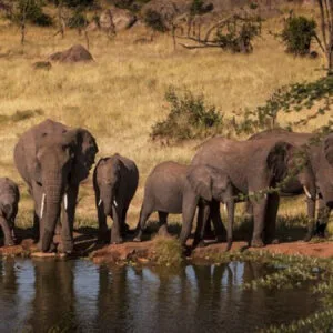 Serengeti, Ngorongoro Crater & Tarangire