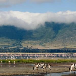 Ngorongoro Crater Day Trip